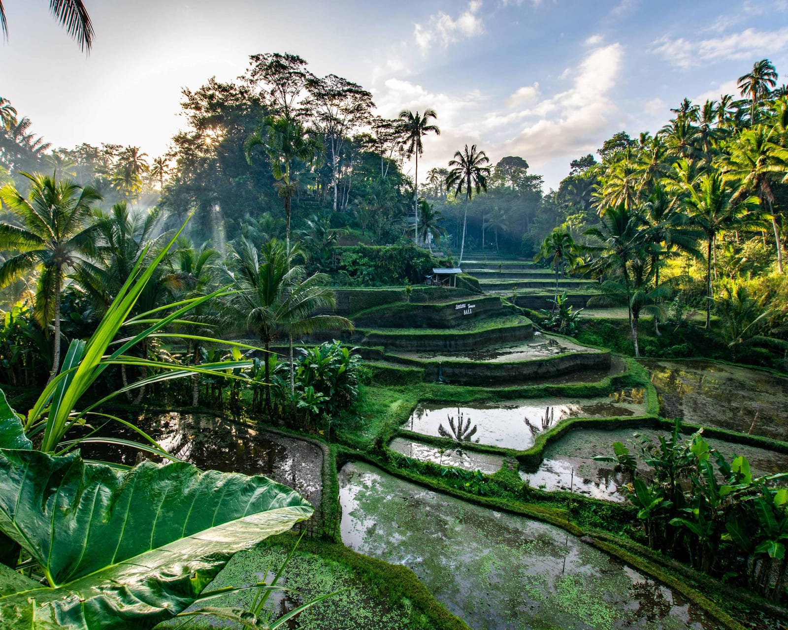 Terrazas de arroz en los alrededores de Ubud, Bali