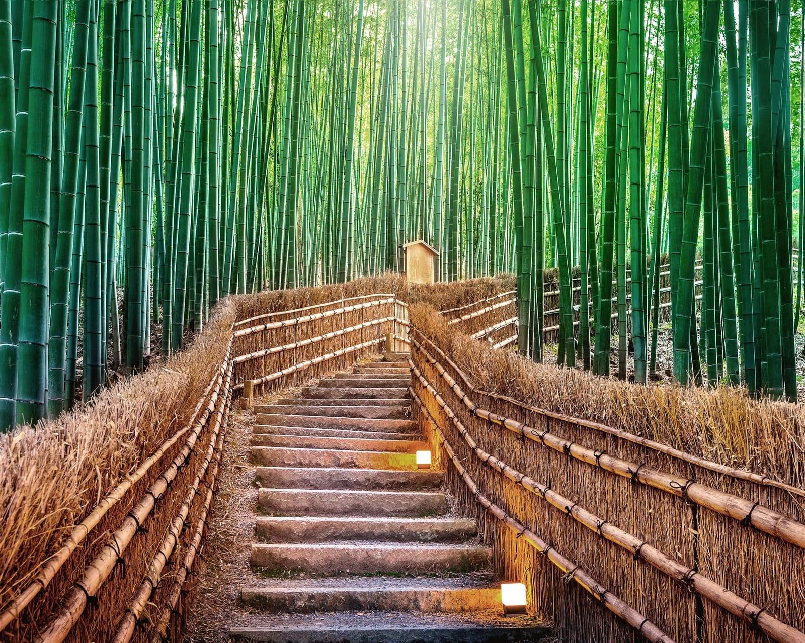 Sendero entre el bosque de bambú de Arashiyama, Kioto
