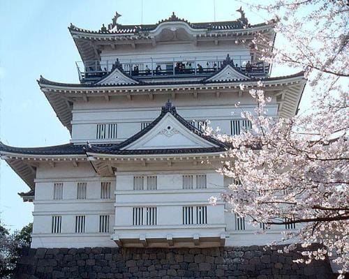 Castillo de Odawara entre cerezos en flor